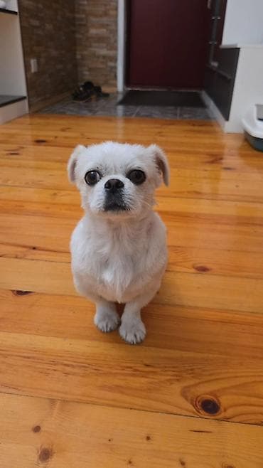 qazel heyvan: Pekines — 2