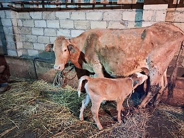 Akvariumlar: 4 ci qarın doğub 4 gündür şeves sortdur balası semetaldır süt keçen — 2