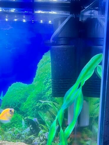 qus yuvasi duzeltmek: Akvarium-şkaf, Balıqlarla birlikdə, 90 l, Ödənişli çatdırılma — 9