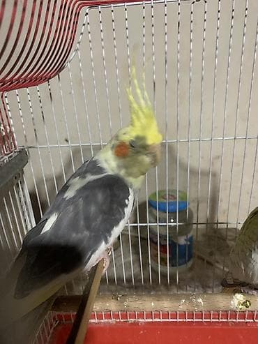 itlerde gene: Salam. Fere xoruz birde 2 bala. Balalar 1 aylıqdı. Yeme düşübler. 100 — 2