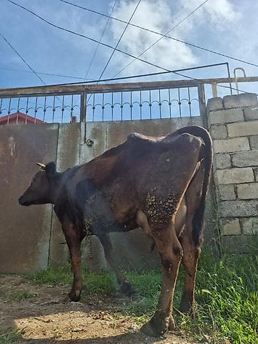 10 litir süd verir 2 aydı doğub balasızdı
3 qarına doğub