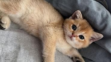 sibir pişiyi: Britan — 4