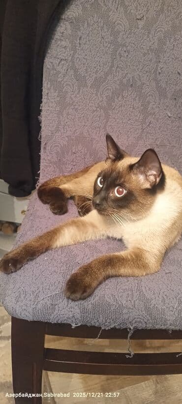 Muncuqlar: Siam, Erkək, Rayonlara çatdırılma — 1