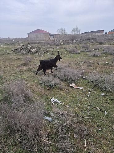 - Qara rəngli, uzun tüklü keçi - Sağlam, çevik, otlaq şəraitinə uyğun