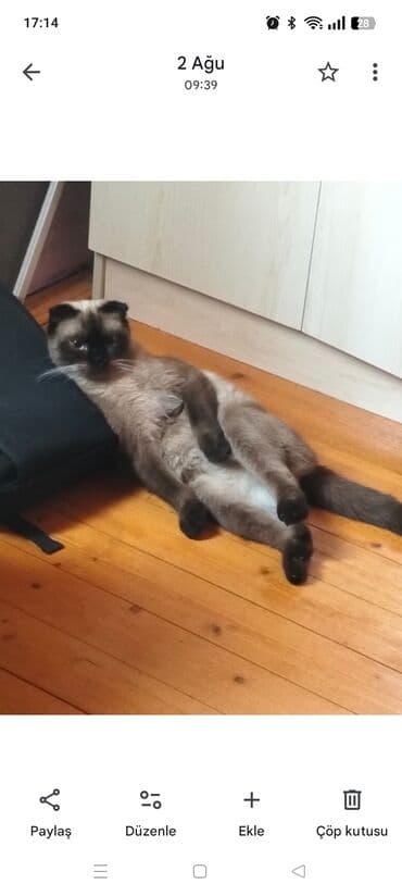 alişan'ın pişiyinin adı: Sakit xasiyyətli, şokolad rəngli tüklərə və qara “maskalı” sifətə — 1