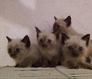 pişik siyam: Tay, Erkək, Dişi — 1