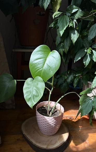 monstera bitkisi: Monstera 10 azn — 1