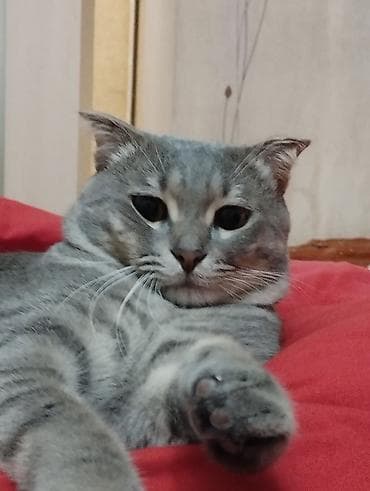 boyumeyen pisik: Şotland yastı qulaq — 7