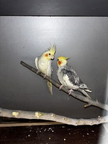 1 aylık doberman: 2 eded hazır cüt korella. 2 si 60 manat quş çoxdu deye satıram heç bir — 1