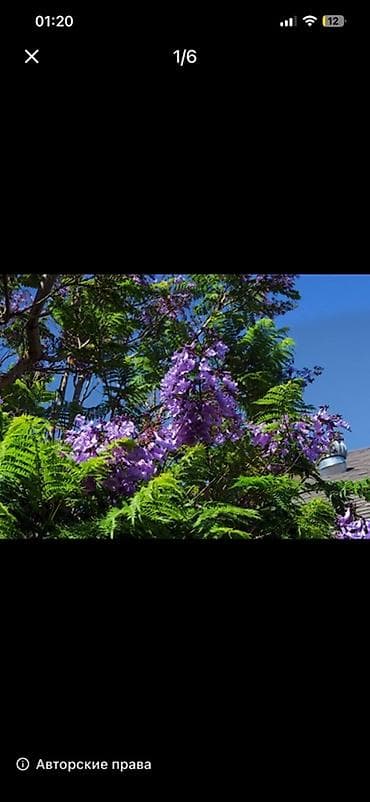 Jacaranda (Jacaranda mimosifolia) ağacı – dekorativ bənövşəyi lalafo.az -da Jacaranda (Jacaranda mimosifolia) ağacı – dekorativ bənövşəyi