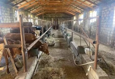 bina evləri bakı: 1500 sot, Kənd təsərrüfatı, Mülkiyyətçi, Kupça (Çıxarış) — 8