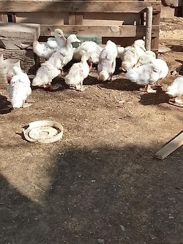 Dovşanlar: Pekin ördəyi sağlam heyvanlardı ətlik və yumurtalıq cinsdir.1ay — 5