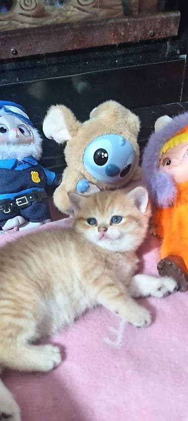 pisik sekileri: Britan, Yaxşı əllərə — 10