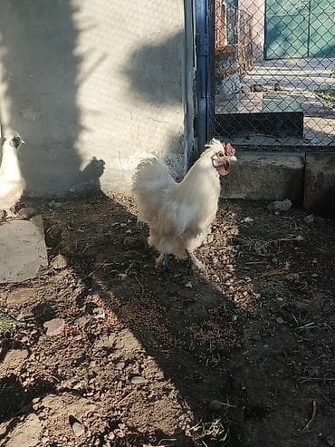 cuce ve xoruz temsil: Toyuq, Damazlıq — 4