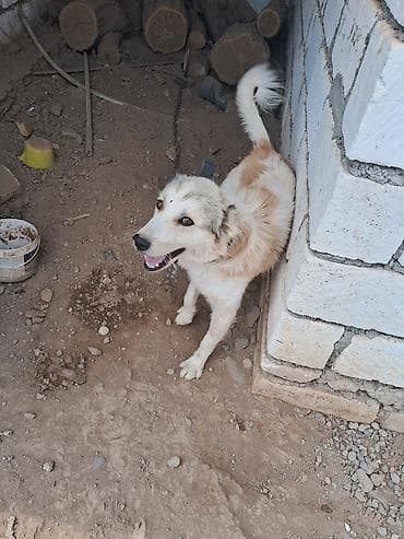 kanada sortu hinduska: İtlər — 2