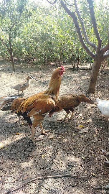 сколько стоит собака бу: Satılır: uzunboy döyüş tipli xoruz - Cins tipi: Yerli-döyüş — 2