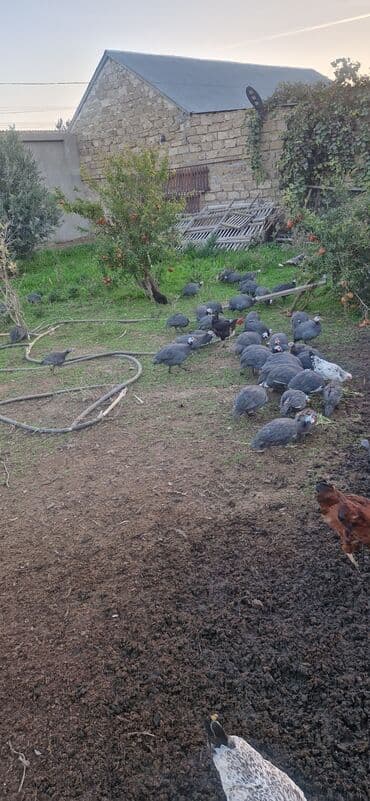 heyvanlara verilen xususi adlar: Fireng quwu satilir unvan bine atciliq — 2