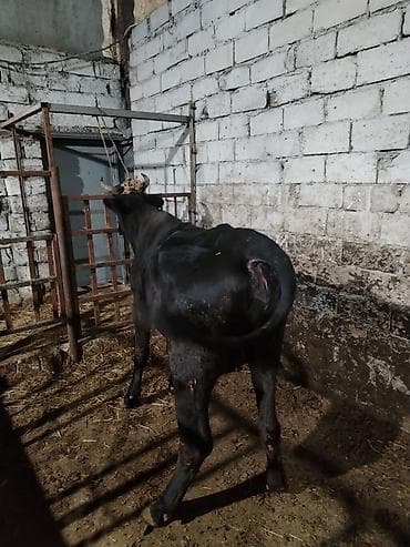 limuzin inek: Salam aleykum düyə heyvandi 1 ni dogub boş bekar adamlar narahat — 6