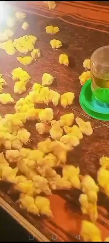 Bildirçin cücələri, Damazlıq