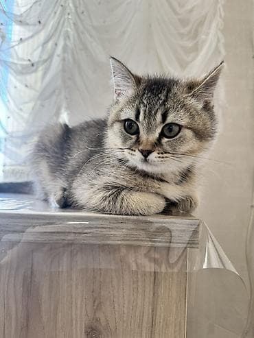 sinsila: Şinşilla, Erkək — 2