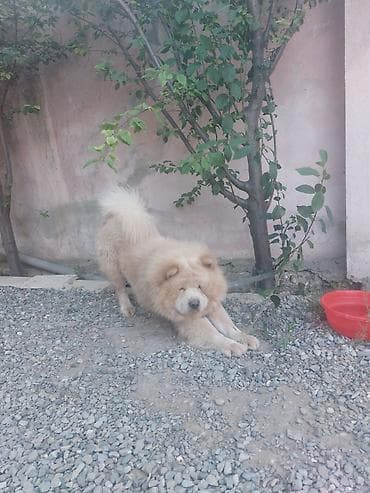 dog argentina: Çau-Çau, 1 il, Erkek, Peyvəndli — 1
