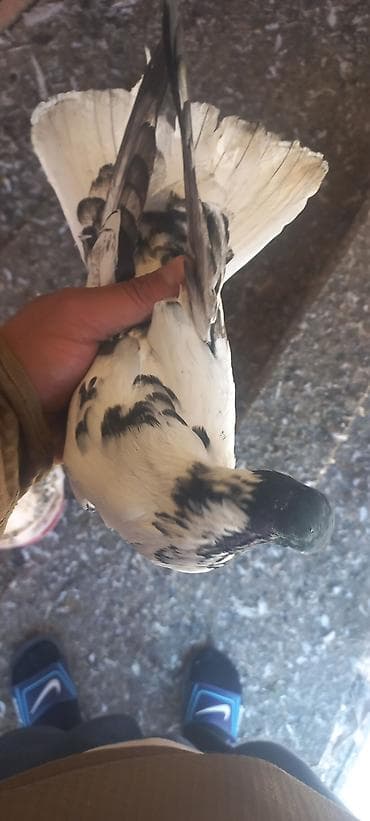 qara it sekilleri: 10 manat erkeydi — 2