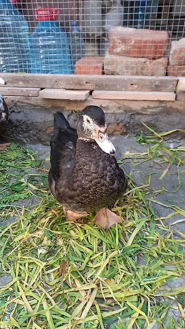 ördekler: Salam lal ordek satiram 4 denedi biri xoruzdu 3 dişi xoruzu 30 azn di — 5