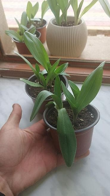 dekabrist gulu qulluq: Saksıda yetişdirilən nadir orkide – “Xaribulbul ” gülləridir - Bitki — 4