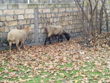 Dişi, il: 5, Damazlıq, Ətlik lalafo.az -da Dişi, il: 5, Damazlıq, Ətlik