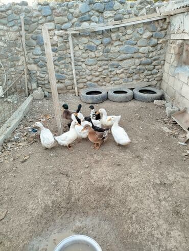 bala ordək: 12edee səsli ordey 15 m biri — 5