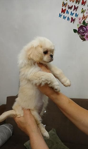 heyvan mal: Pekines, 2 ay, Dişi — 5