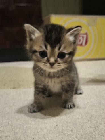 cins pisikler: Şinşilla, Dişi, Yaxşı əllərə — 2