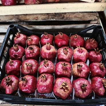 seyf qaplari: Salam 2 ton saf nar var Göyçay narindan Xaric üçün eladir. 200 kiloya — 1