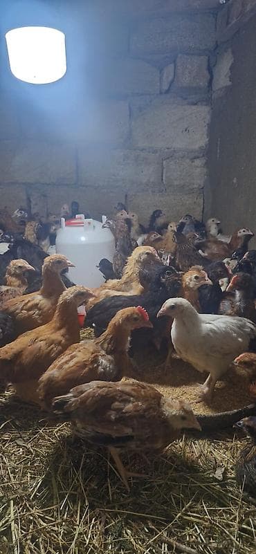 Toyuq cücələri, Ətlik, Ödənişli çatdırılma lalafo.az -da Toyuq cücələri, Ətlik, Ödənişli çatdırılma