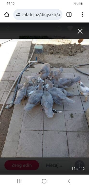 ördək balası və cücə: Muscovy (barbarı) ördəkləri – bala və yeniyetmə yaşda sürü - Rəng — 2