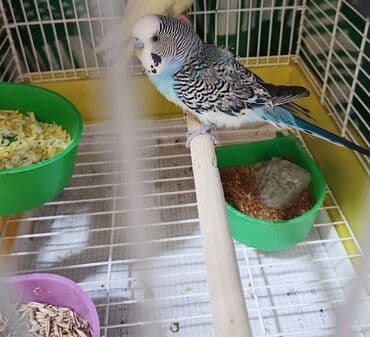 ağ xasqi: Bəslənilmiş dalmaçalı naxışlı, mavi-ağ rəng çalarlarında dalğıc — 3