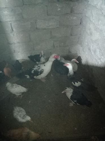 Yemlər: Musk ördəkləri (indo-ördəklər) – qarışıq rənglərdə sürü - Növ — 6