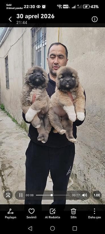 pitpul balası: Qafqaz çoban iti, 1 ay, Dişi, Peyvəndli, Pulsuz çatdırılma — 2