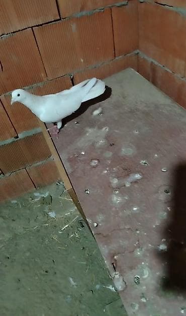 qus xana: Bu deqe tututludu gecenin qonaqi dali boz erkey ayaqinda 2 uzuy var — 1