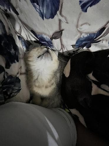 Erkək, Yaxşı əllərə