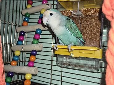 Tür: Sevgi quşu (Lovebird) Rəng: Açıq mavi–türkuaz gövdə, ağ-krem baş