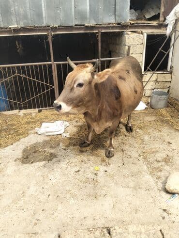 simmental inək cinsi: Dişi, il: 7, 230 kq, Ətlik, Ünvandan götürmə — 1