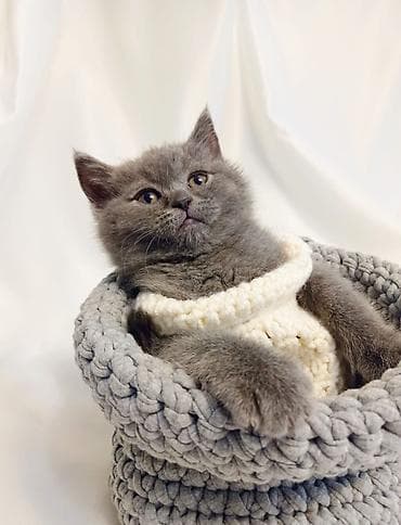 qoyun heyvan: Britan — 2