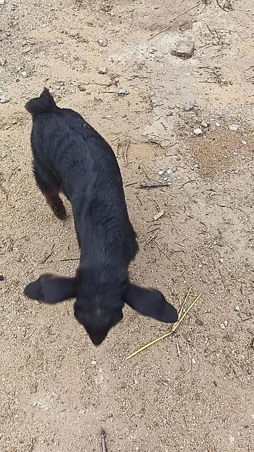 donuz satisi: Nubian tipli qəhvəyi ana keçi və onun balası satılır. Helep ana bala — 9