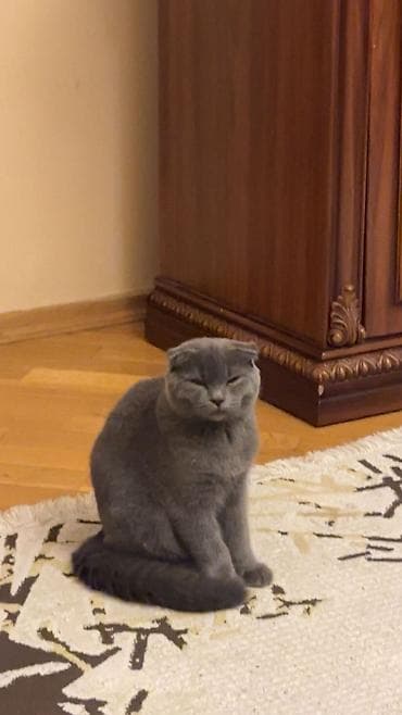 sotland pişik: Şotland — 3