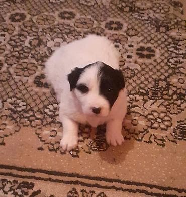 qafqaz coban iti satiram 2018: Qafqaz çoban iti, 1 ay, Dişi, Peyvəndli — 1