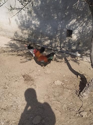 Hinduşkalar: Xoruz, il: 1, Ünvandan götürmə — 2