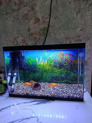 qus bazari bakida: Dördbucaq akvarium, Balıqlarla birlikdə, 40 l, Ünvandan götürmə — 1