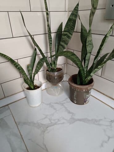 gec bosalmaq ucun bitkiler: Fərqli ölçülərdə və formalarda otaq bitkiləri. Yaşıl yarpaqları ilə — 1