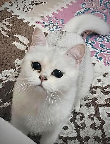 Şinşilla, Dişi, Yaxşı əllərə, Ünvandan götürmə lalafo.az -da Şinşilla, Dişi, Yaxşı əllərə, Ünvandan götürmə